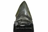 Bargain, Fossil Megalodon Tooth - South Carolina #170505-2